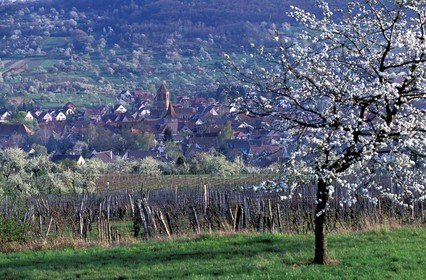 France, Bas-Rhin (67), Rosheim, la ville dans les vignes