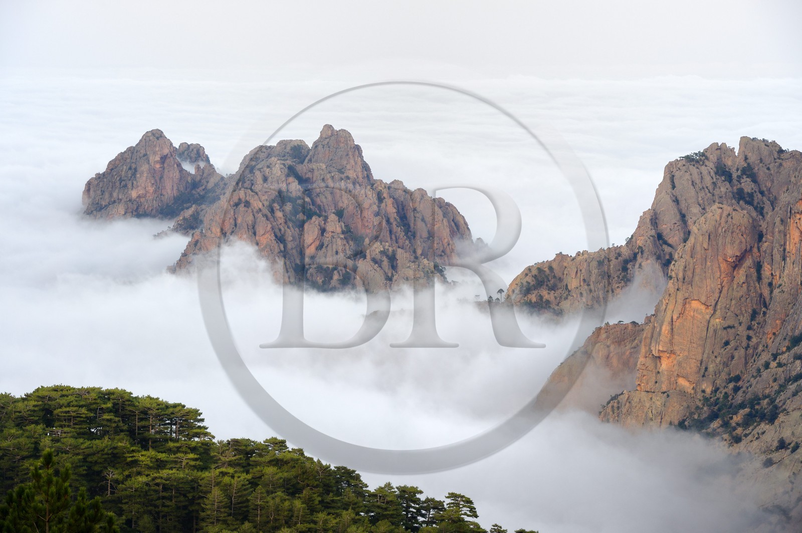 France, Corse-du-Sud (2A), Alta Rocca, sommets des monts à l'Est du col de Bavella émergeants des nuages et la forêt de Bavella de pins laricio en premier plan