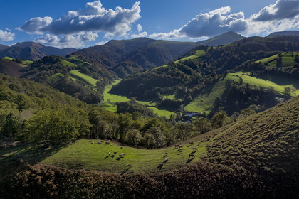 France, Pyrénées-Atlantiques (64), Pays-Basque, la vallée des Aldudes, vaches au sommet de la colline d’Elizamendi au dessus d'Urepel, le Kintoa (le pays Quint) au sud de la vallée à cheval de la frontière espagnole en arrière plan (vue aérienne)