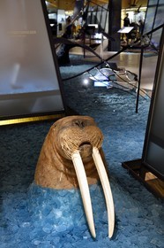 Norvège, Svalbard, Spitzberg, Longyearbyen, Svalbard museum, morse (Odobenus rosmarus)