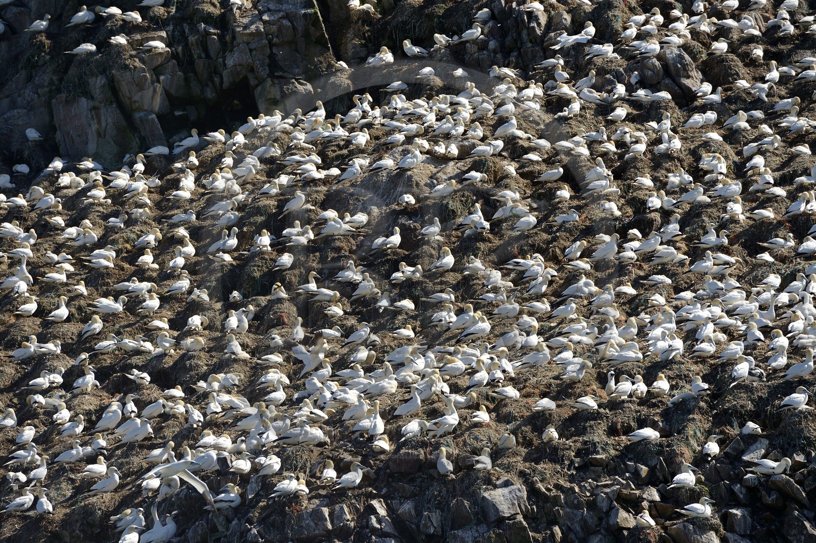 France, Côtes-d'Armor (22), Perros-Guirec, archipel et réserve ornithologique de Sept-Iles, Ile Rouzic, colonie de fous de Bassan (Morus bassanus), unique point de nidification en France pour plus de 20000 couples