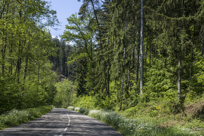 France, Bas-Rhin (67), Parc naturel régional des Vosges du Nord, Lembach, a travers la forêt sur la route départementale D3