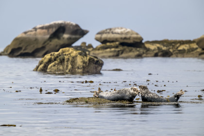 France, Finistère (29), Penmarch, archipel des Étocs, phoque gris (halichoerus grypus)