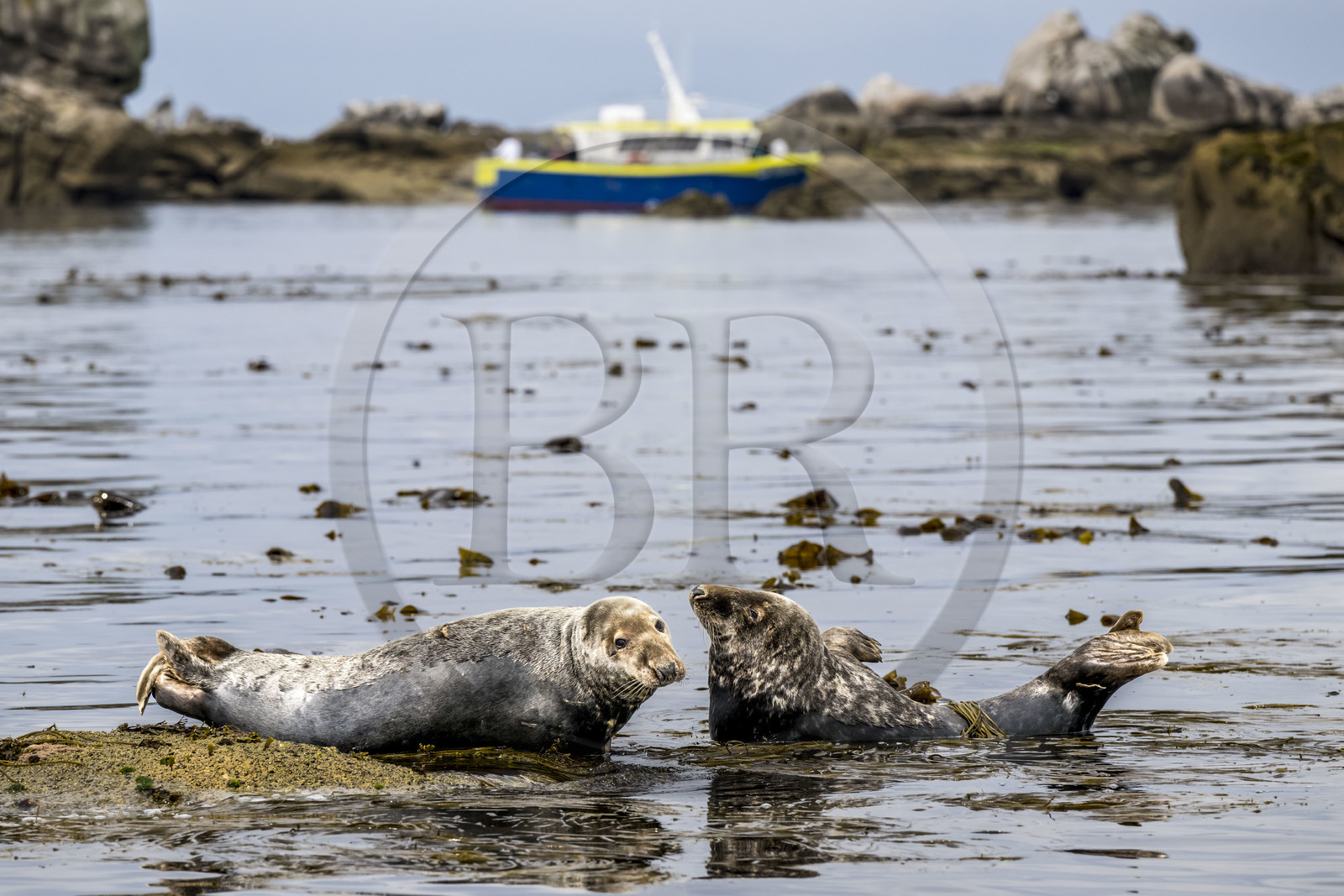 France, Finistère (29), Penmarch, archipel des Étocs, phoque gris (halichoerus grypus)