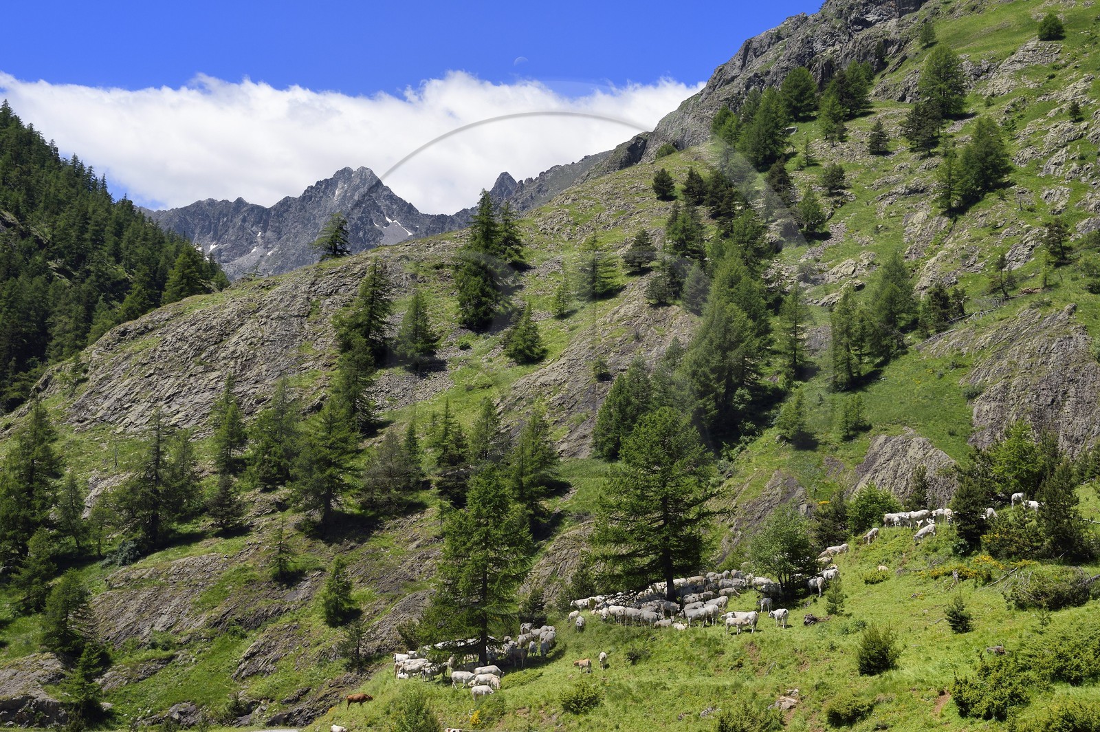 France, Alpes-Maritimes (06), vallée de la Roya (arrière-pays niçois), au pied du parc national du Mercantour, Tende, vallée de la Casterine vers Casterino, troupeau de vaches piemontaises en alpage