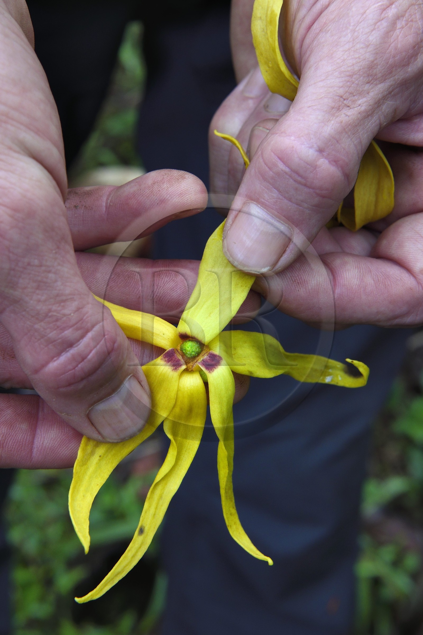 France, Ile de Mayotte, Grande-Terre, Ouangani, fleur d'ylang-ylang (Cananga odorata)