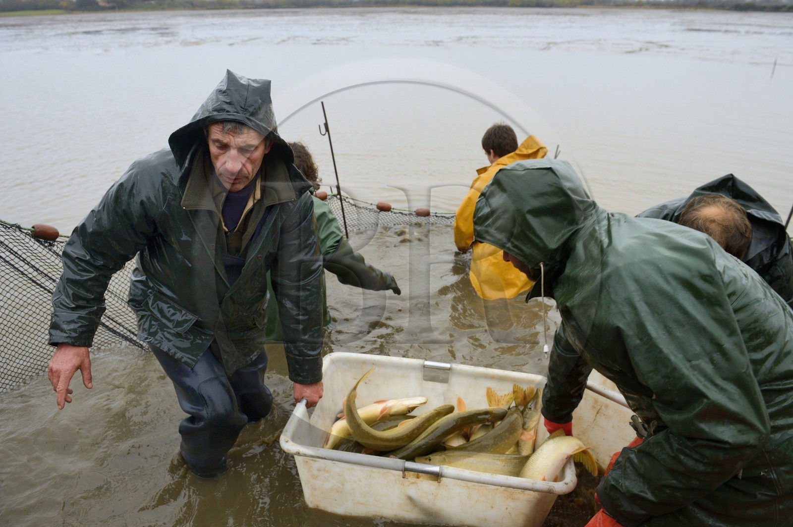 France, Indre (36), le Berry, parc naturel régional de la Brenne, étangs Foucault, vidange d'un étang de peche et récolte des poissons à la main dans un filet, brochet (Esox lucius)