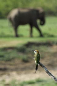 Sri Lanka, province d'Uva, Parc national d'Uda Walawe (Udawalawe National Park), guêpier d'Orient (Merops orientalis)
