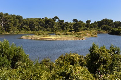 France, Alpes-Maritimes (06), Cannes, Iles de Lérins, Ile Sainte-Marguerite, réserve biologique domaniale, étang du Batéguier