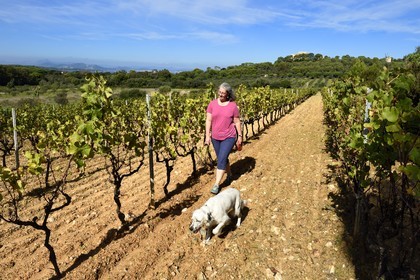 France, Var (83), Iles d'Hyères, parc national de Port Cros, Ile de Porquerolles, madame Perzinsky et son chien dans les vignes du Domaine Perzinsky