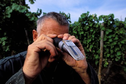 France, Haut-Rhin (68), Route des vins d' Alsace, Hunawihr, labellisé Les Plus Beaux Villages de France, vendanges, le vendangeur Christophe Kurtz mesure la teneur en sucre de la vigne