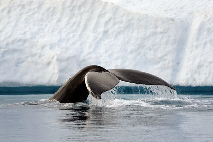 Groenland, cote ouest, baie de Disko, Ilulissat, fjord glacé classé Patrimoine Mondial de l'UNESCO qui est l’embouchure maritime du glacier Sermeq Kujalleq, queue d'une baleine à bosse ou rorqual à bosse (Megaptera novaeangliae) en plongée devant un iceberg