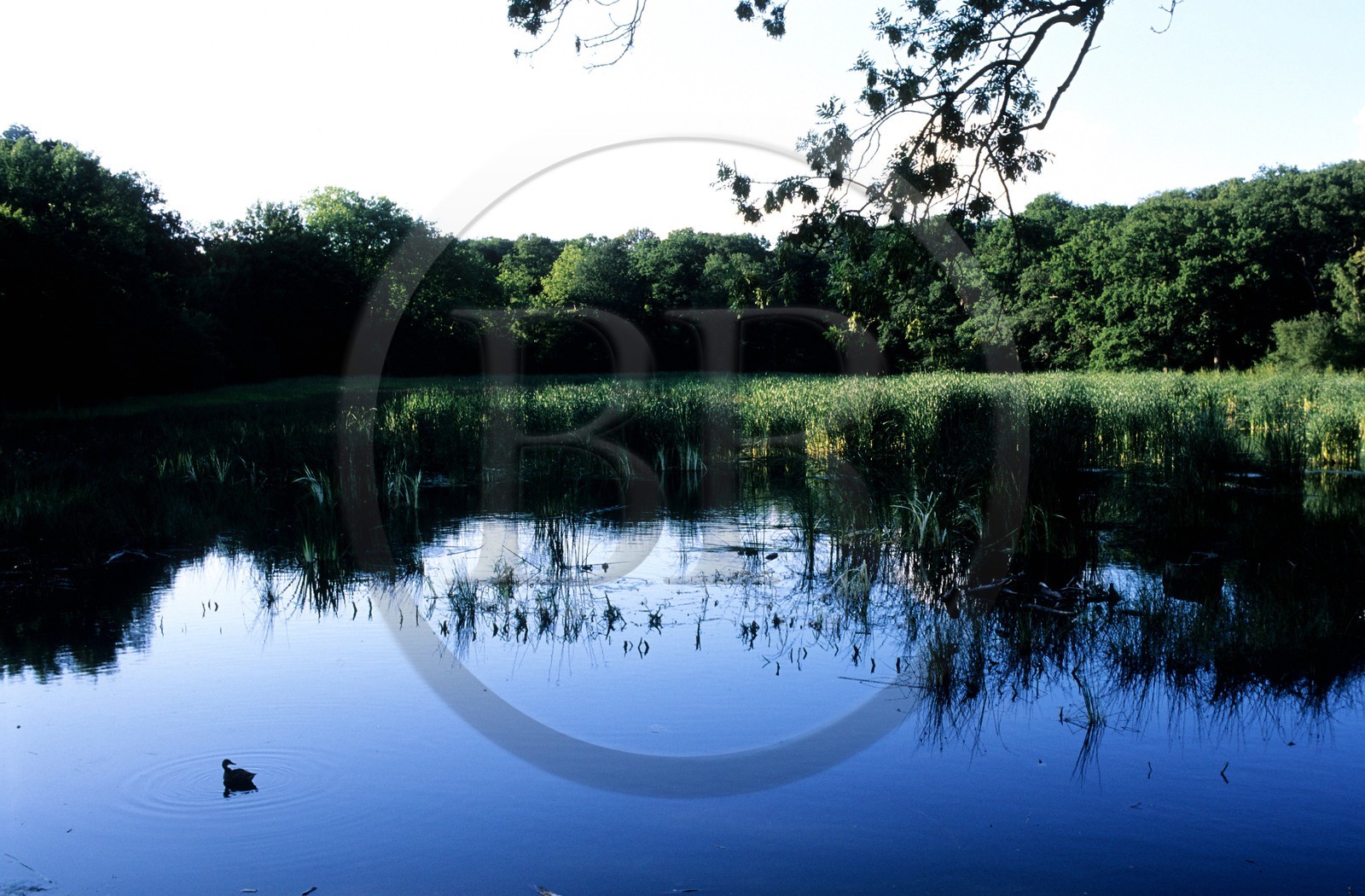 France, Yvelines (78), lac du parc de Rambouillet