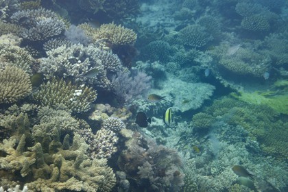 France, Ile de Mayotte, Grande-Terre, récif de corail dans la lagune face à la pointe Saziley  sur la cote Est