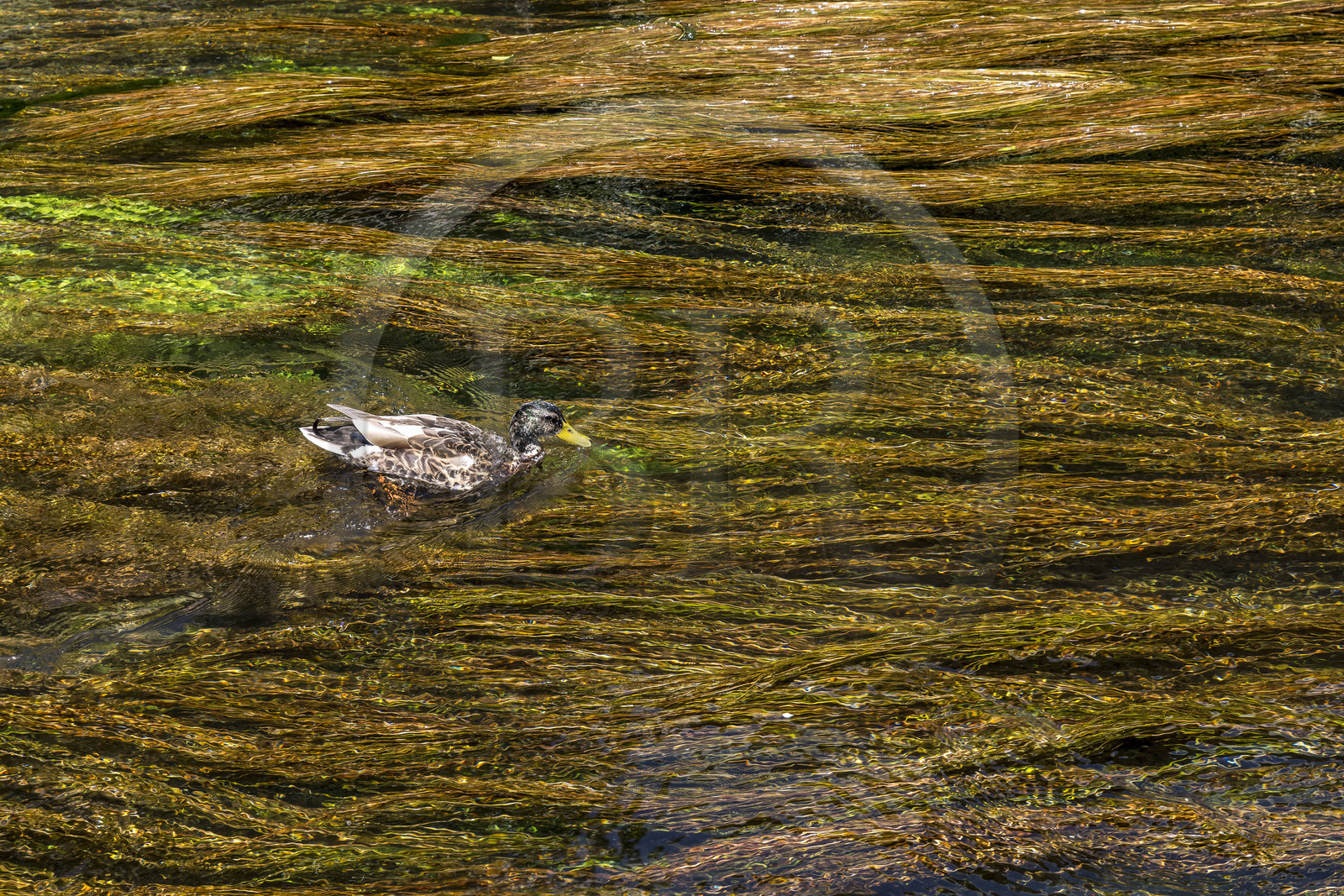 France, Vaucluse (84), L'Isle-sur-la-Sorgue, canard dans les herbiers qui ondoient sur la Sorgue au coeur de la vieille ville