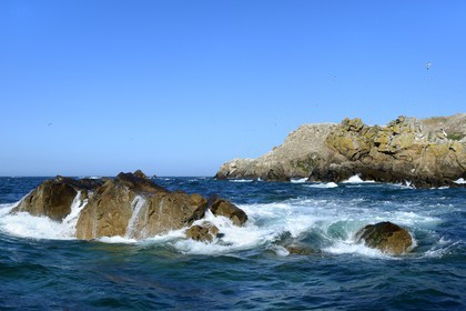 France, Côtes-d'Armor (22), Perros-Guirec, archipel et réserve ornithologique de Sept-Iles, Ile Rouzic, colonie de fous de Bassan (Morus bassanus)