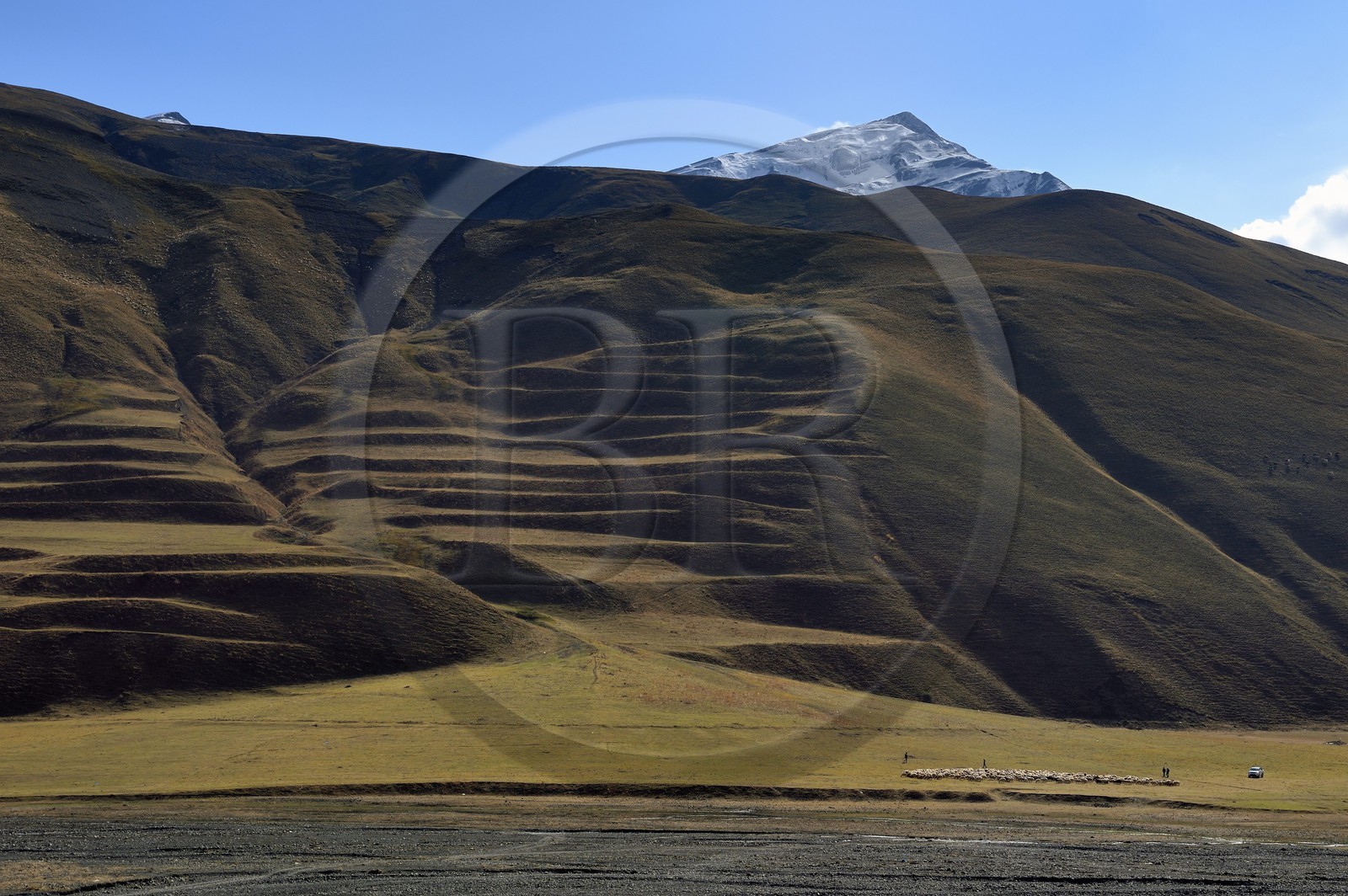 Azerbaïdjan, région de Quba (Guba), chaine de montagne du Grand Caucase, la vallée de la route Xinaliq Yolu vers Khinalug (Xinaliq), troupeau de moutons