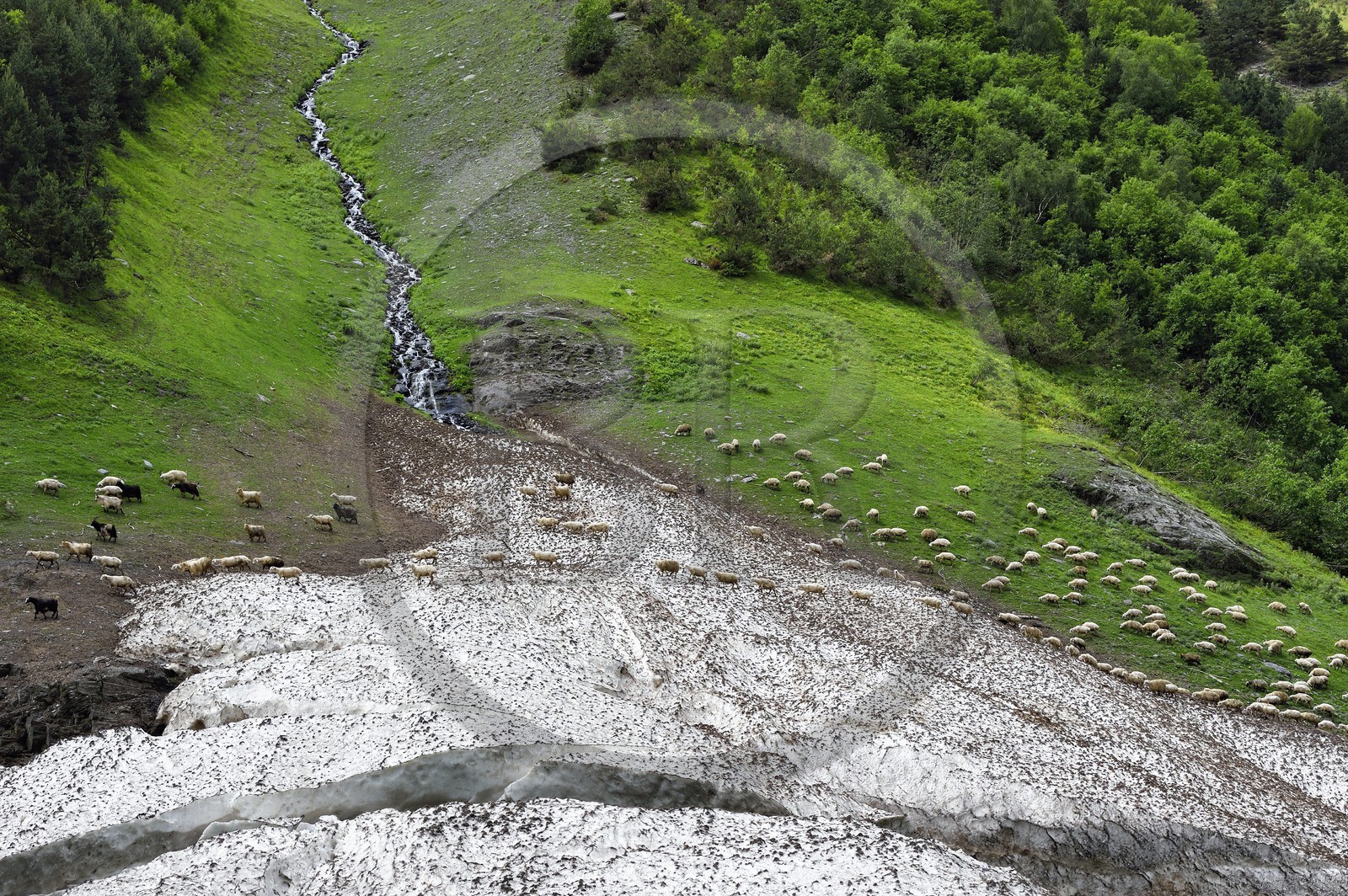 Géorgie, Kakheti, Parc national de Touchétie, vallée de la rivière Alazani dans les montagnes de Pirikiti, troupeau de moutons traversant un névé en bordure de rivière