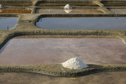 France, Vendée (85), L'Ile d'Olonne vers Les-Sables-d'Olonne, salorge de la Vertonne dans les Marais Salants, récolte artisanale du sel