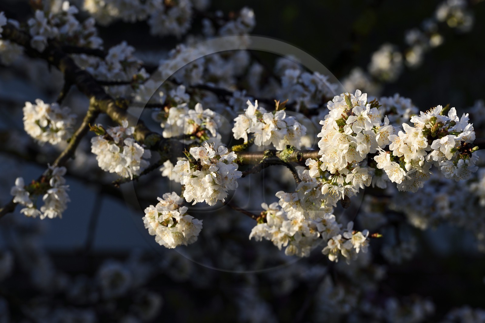 France, Val-de-Marne (94), Bry-sur-Marne, cerisier en fleur