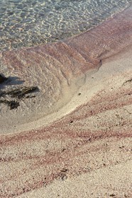 France, Var (83), Saint-Tropez, la plage des Salins, dépot de corail rouge sur le sable