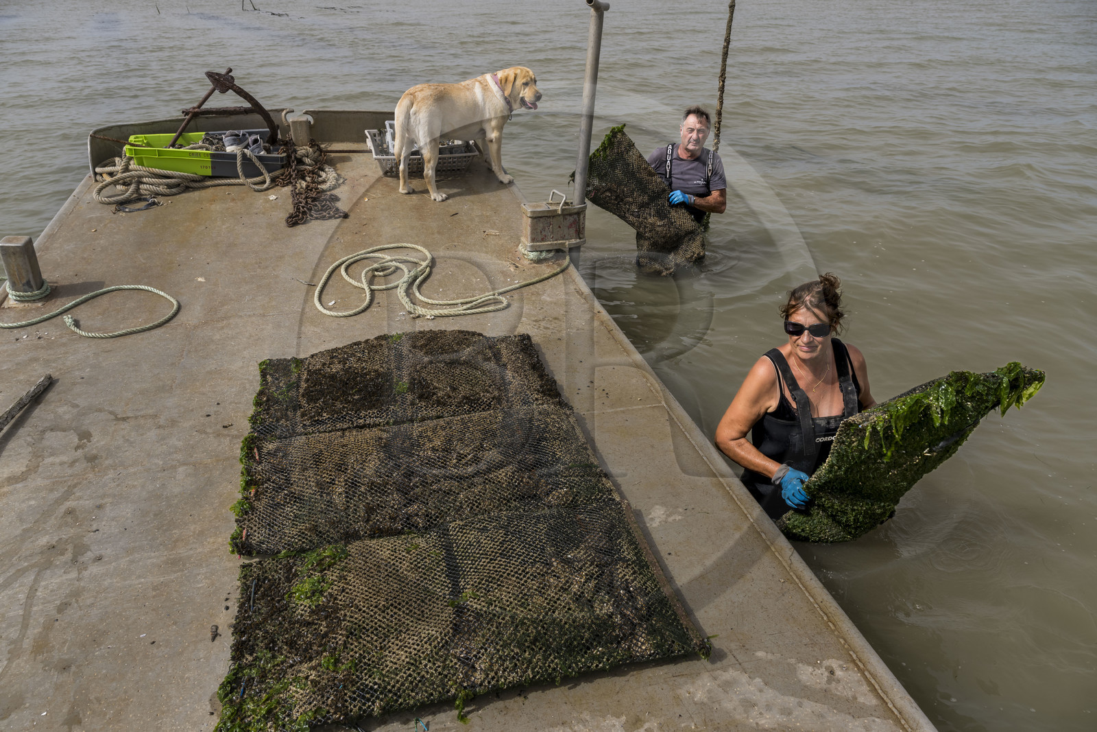 France, Charente-Maritime (17), Ile d'Oléron, Dolus-d’Oléron, les parcs du bassin de Marennes-Oléron dans le Pertuis d'Antioche, Nadia Quillet et son mari Eric récupèrent des poches de crassostrea gigas dans leurs parcs à huîtres à marée descendante