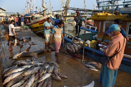 Sri Lanka, Province du Sud, Matara (district), Weligama, port de pêche de Mirissa, pesée et vente de poissons sur le quai au retour de la pêche
