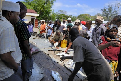 Tanzanie, Dar es-Salaam, vente aux enchères de la pêche du jour au marché aux poissons de Kivukoni