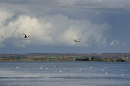 France, Meuse (55), Parc régional de Lorraine, Cotes de Meuse, Heudicourt-sous-les-Côtes, vol de canards sur lac de la Madine