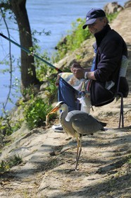 France, Val-de-Marne (94), les bords de Marne, Champigny-sur-Marne, le pêcheur Jean et le Héron cendré (Ardea cinerea) qui se tient régulièrement à ses côtés