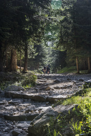 France, Alpes-Maritimes (06), parc national du Mercantour, Haute-Vésubie, Saint-Martin-Vésubie, Val du Haut Boréon, randonnée sur le GR 52 vers le refuge de Cougourde