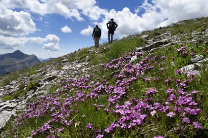 France, Alpes-de-Haute-Provence (04), Uvernet-Fours, parc national du Mercantour, vallée de l'Ubaye, sentier de randonnée du circuit des lacs du col de la Cayolle au Pas du Lausson, silène acaule (Silene acaulis)