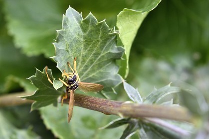 France, Bas-Rhin (67), Parc naturel régional des Vosges du Nord, Obersteinbach, le jardin écologique Hymenoptera, guepe poliste (Polistes dominula) sur un Panicaut