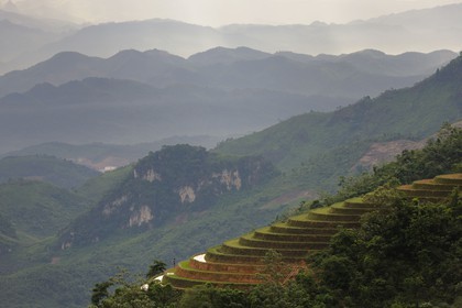Vietnam, province de Lao Cai, région de Sapa, rizières en terrasses