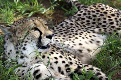 Namibie, Otjiwarongo, Cheetah Conservation Fund, centre de recherche et d'éducation, guépard (Acinonyx jubatus)
