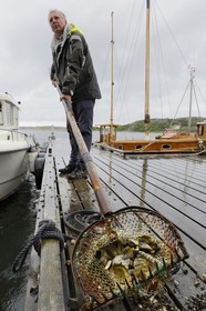 Suède, Västra Götaland, Grebbestad, Lars Karlsson dans sa ferme ostréicole de Everts Sjöbod (Boathouse Evert)