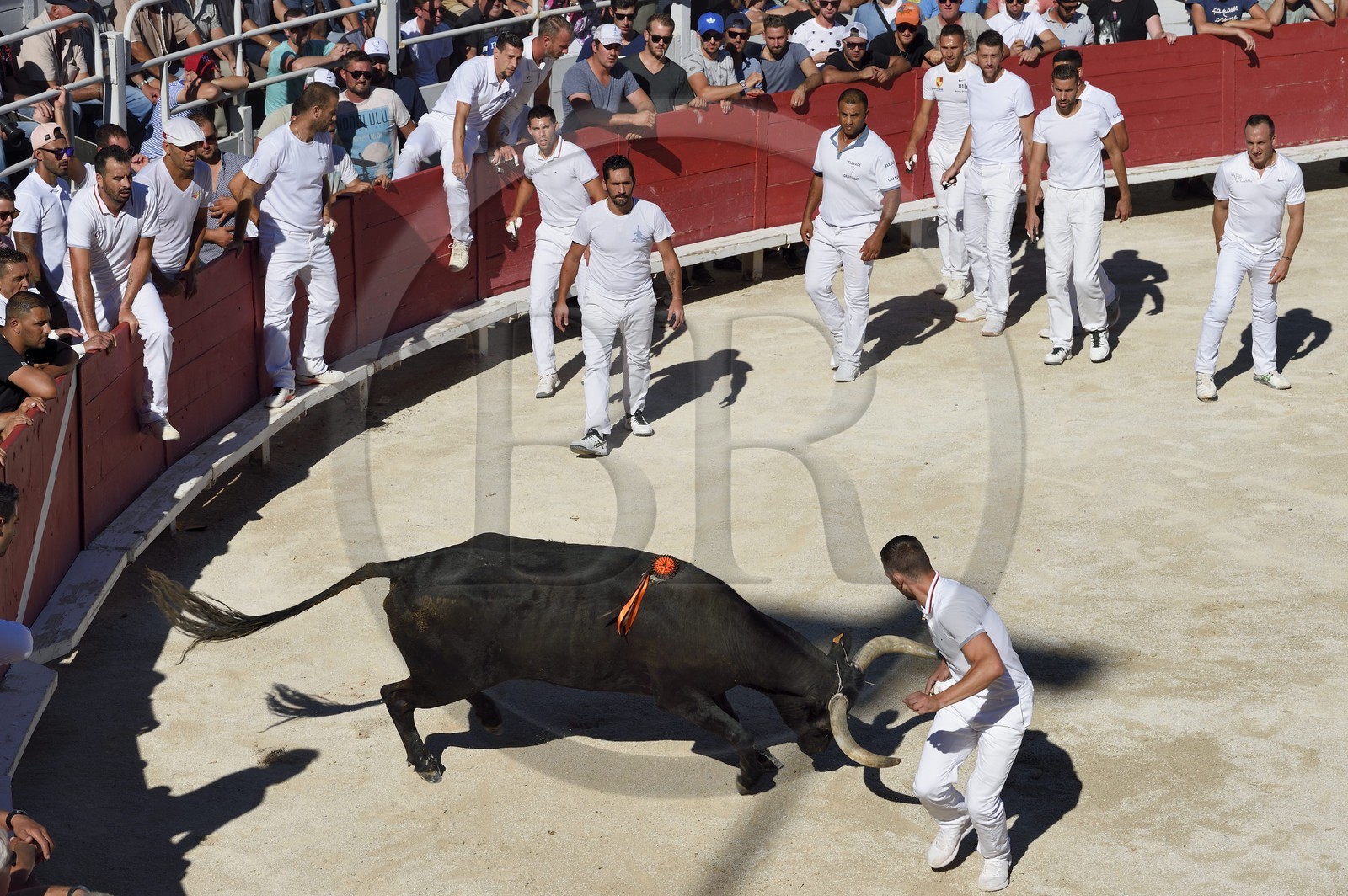 France, Bouches-du-Rhône (13), Arles, la course camarguaise  de la Cocarde d'Or aux Arènes, raseteur tentant d'attraper les attributs primés sur les cornes du taureau
