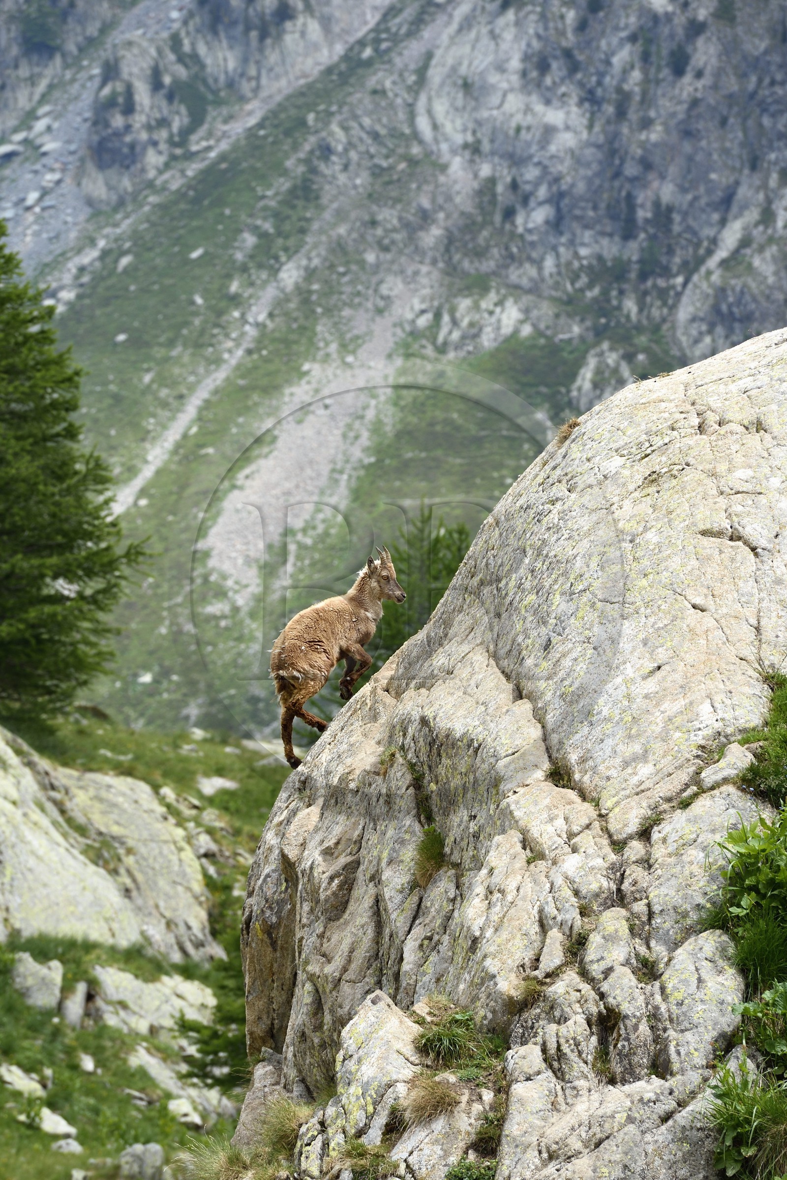 France, Alpes-Maritimes (06), parc national du Mercantour, vallée de la Valmasque, étagne, bouquetin (Capra ibex) femelle des Alpes
