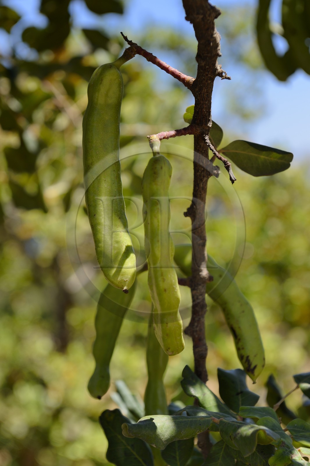 Grèce, Crète, région d'Agios Nikolaos, Elounda, caroube du caroubier (Ceratonia siliqua)