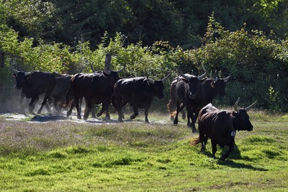 France, Bouches-du-Rhône (13), Parc naturel régional de Camargue, Mas du Menage, manade Saint Antoine (Cauzel), gardians avec les taureaux camarguais appellés Raço di Biou