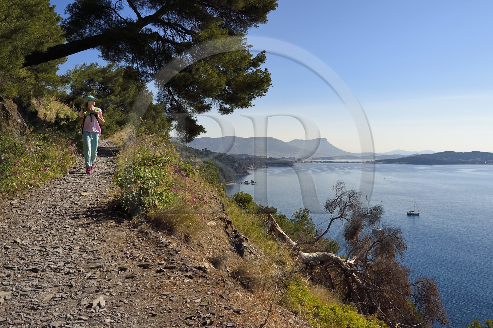 France, Var (83), La Seyne-sur-Mer, randonnée dans le massif du Cap Sicié le long du chemin du Joncquet en contrebas de la Corniche Merveilleuse,