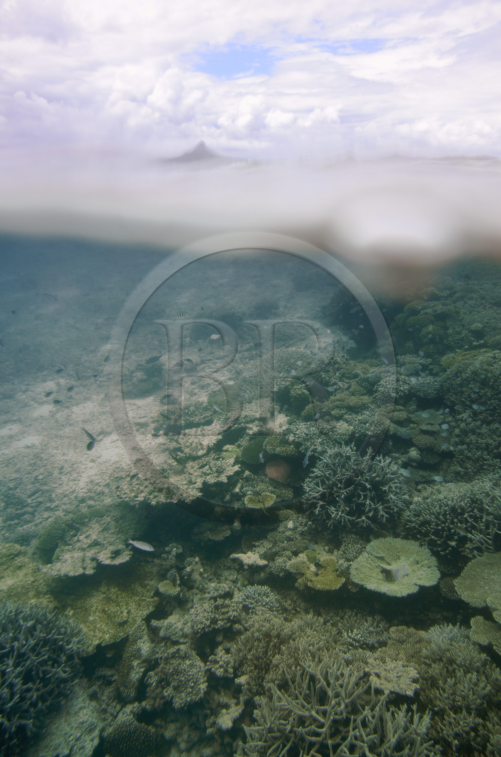 France, Ile de Mayotte, Grande-Terre, récif de corail dans la lagune face à la pointe Saziley  sur la cote Est