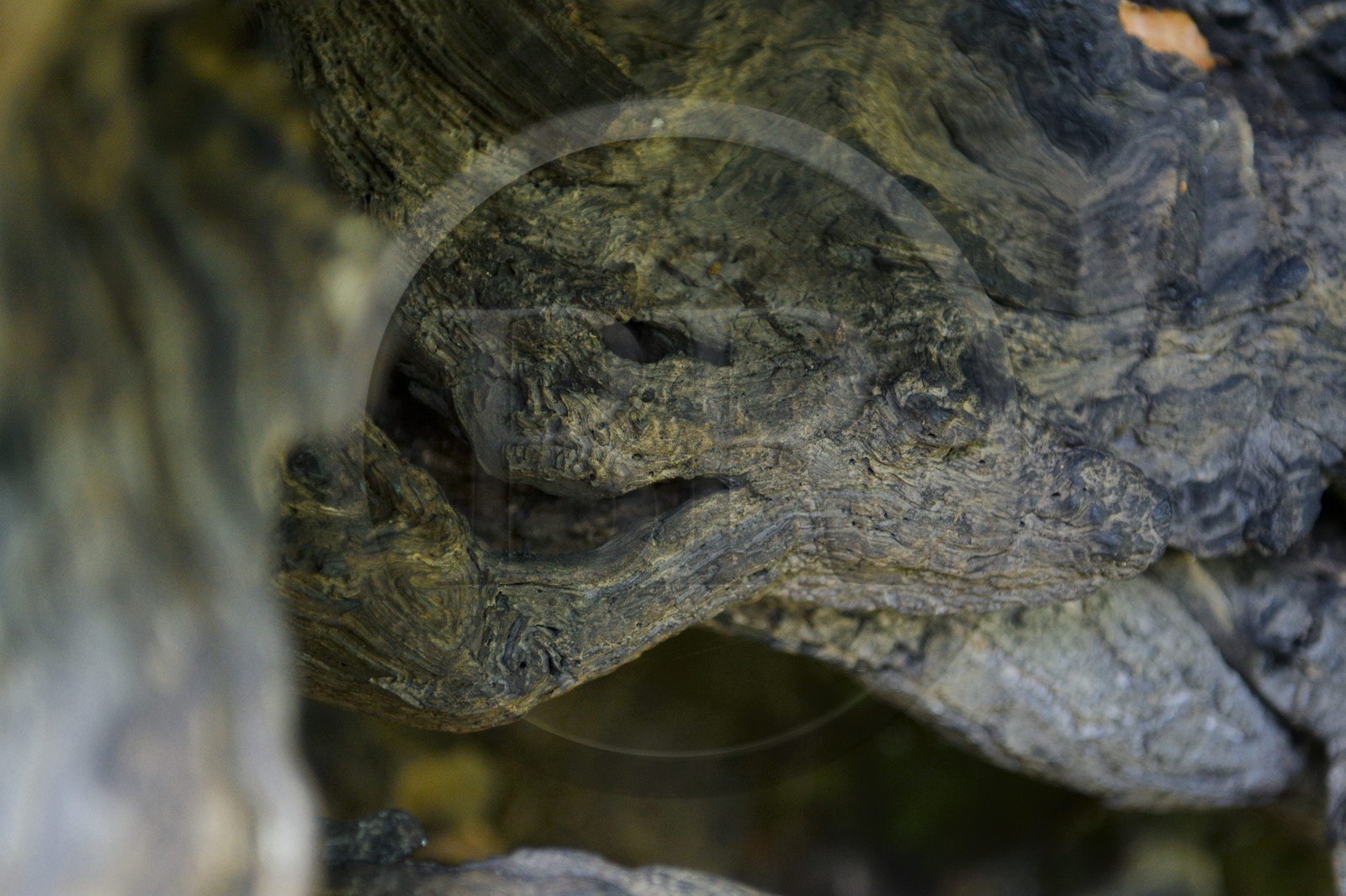 France, Haute-Corse (2B), Castagniccia, village de Carcheto, le célèbre chataigner qui est le personnage principale du livre Le berger des morts, Mal'Concilio, de l'écrivain Jean-Claude Rogliano