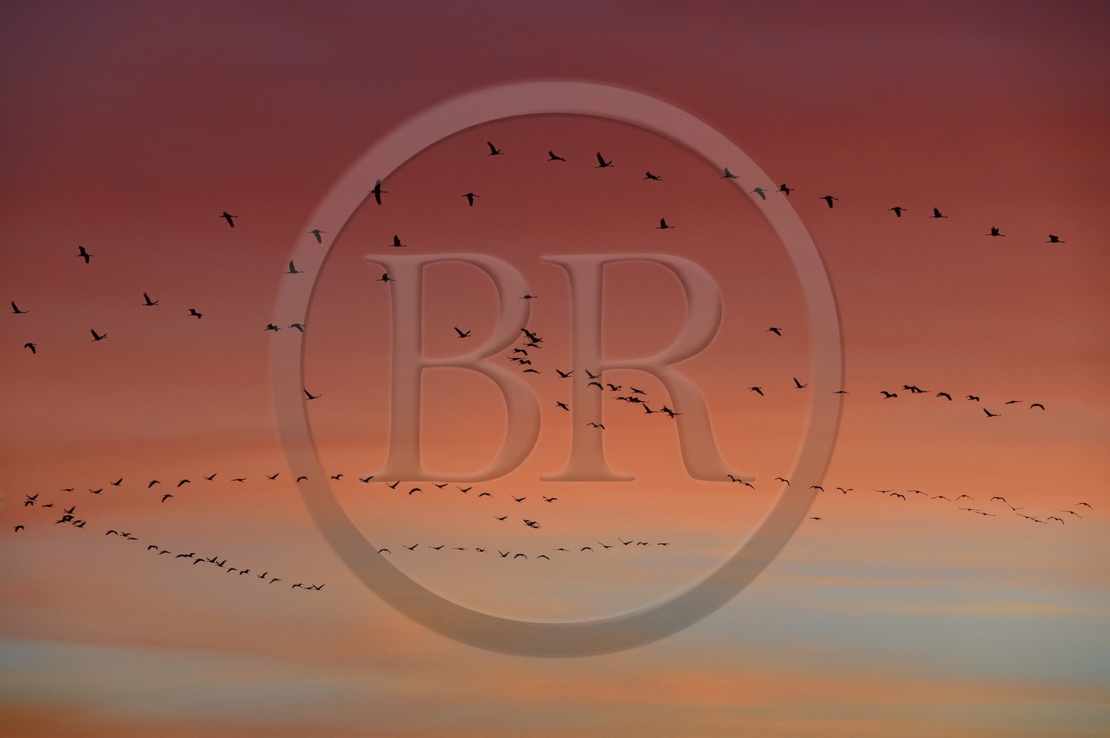France, Indre (36), le Berry, parc naturel régional de la Brenne, Rosnay, étang de la Mer Rouge, grue cendrée (grus grus), vol au coucher de soleil