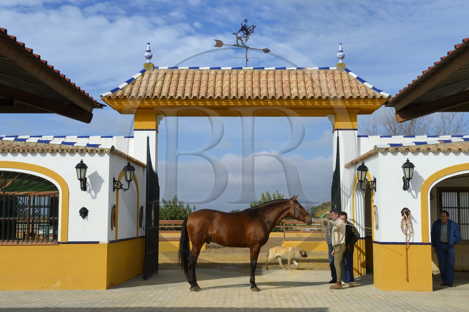 Espagne, Andalousie, province de Séville, Utrera, le haras Ayala (Yeguada Ayala), Pure race espagnole ou PRE (Pura Raza Espanola)