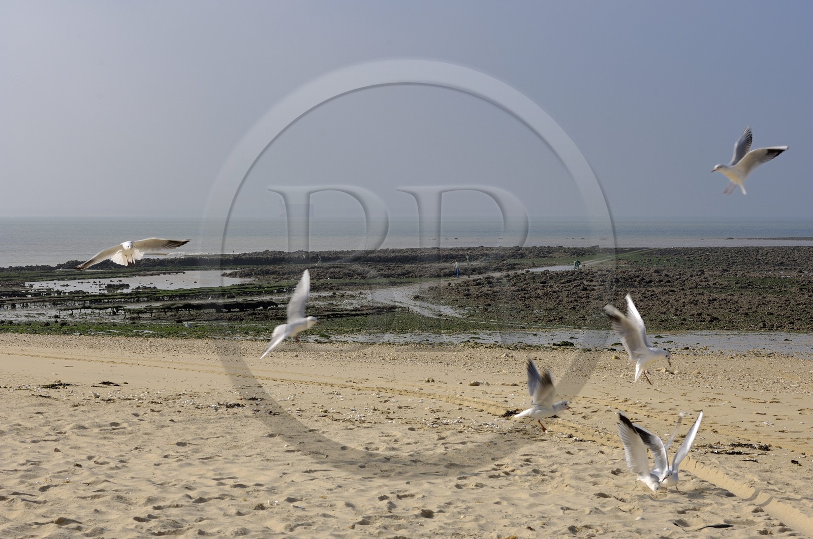 France, Charente-Maritime (17), Ile d'Aix, la Grande Plage à l'ouest