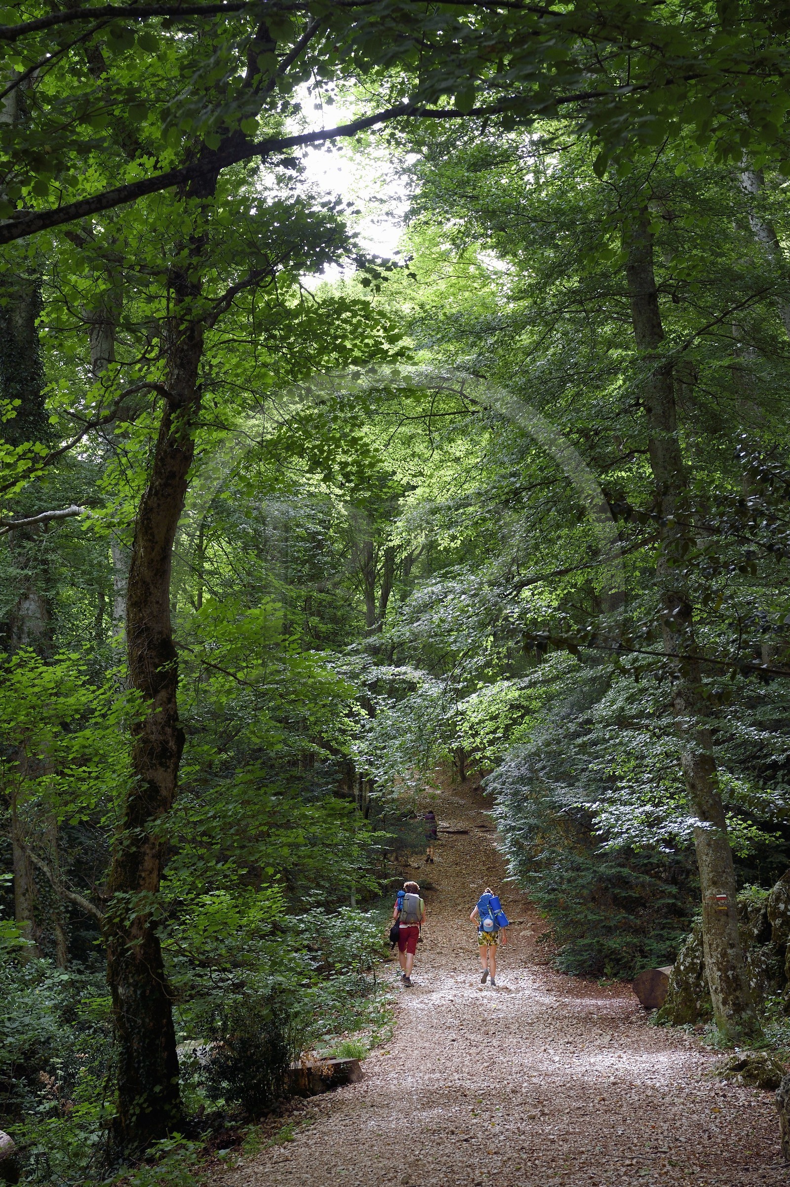 France, Var (83), Plan-d'Aups-Sainte-Baume, parc naturel régional de la Sainte-Baume, forêt relique nemeton du Massif de la Sainte-Baume protégée depuis plusieurs siècles et classée réserve biologique domaniale, randonneurs sur le Chemin des Rois et GR 9