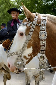 Argentine, province de Buenos Aires, San Antonio de Areco, fête du Jour de la Tradition (Dia de la Tradicion), travail d'orfèvre sur un harnais en argent utilisé lors de grandes occasions par un     estanciero (gaucho propriétaire d'un ranch)