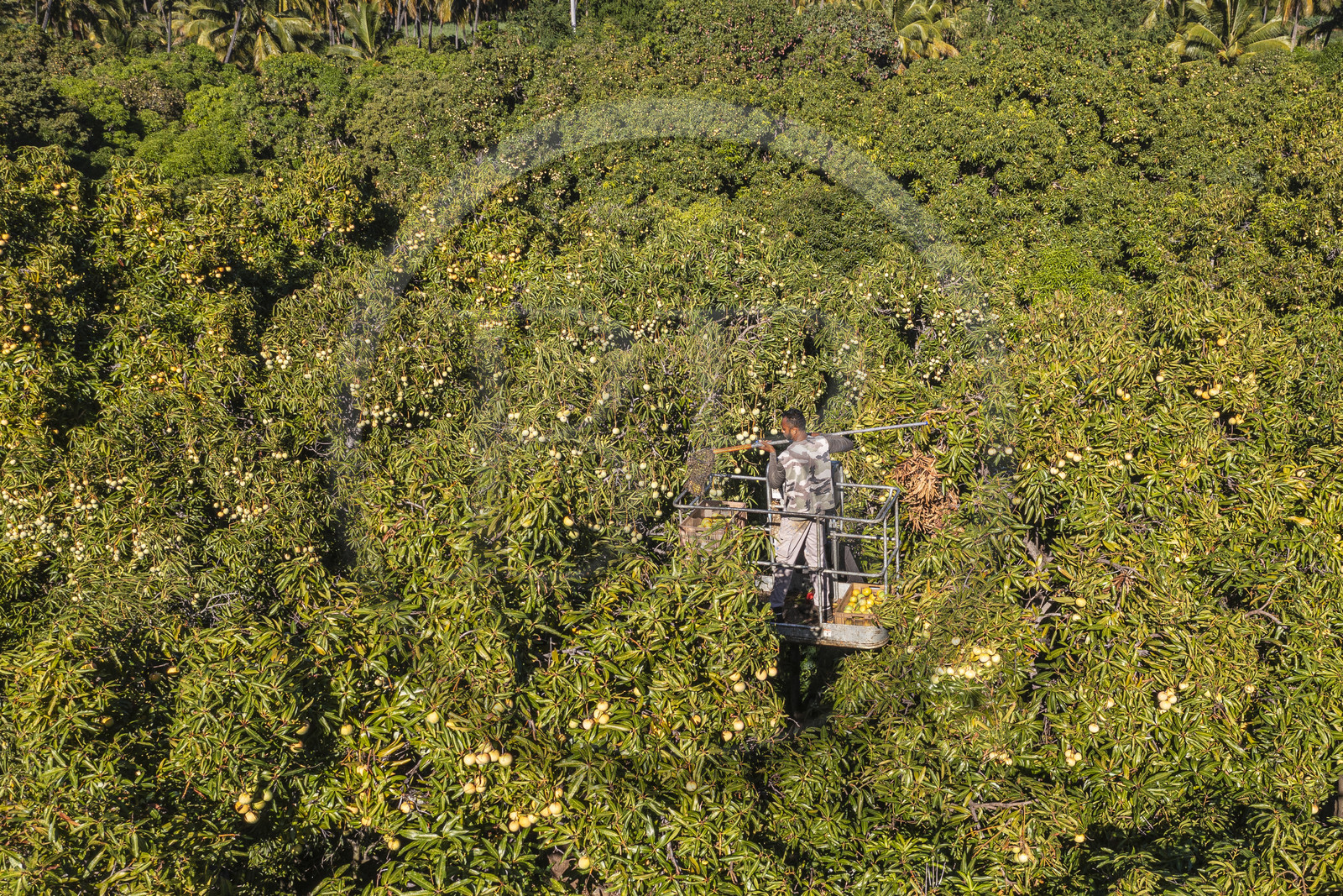 France, Ile de la Reunion, Saint-Paul, verger de mangue Laperrière au Tour-des-Roches, récolte des mangues par nacelle élévatrice dans des manguiers centenaires (vue aérienne)