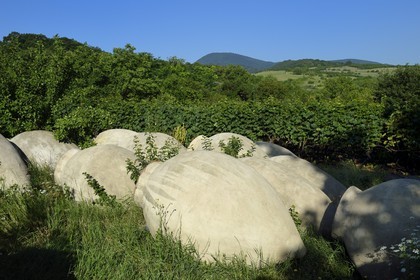 Géorgie, Kakheti, Telavi, jarres de stockage de vin appelées kvevri destinées à être enterrées